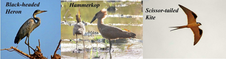 Black-headed Heron, Hammerkop, Scissor-tailed Kite